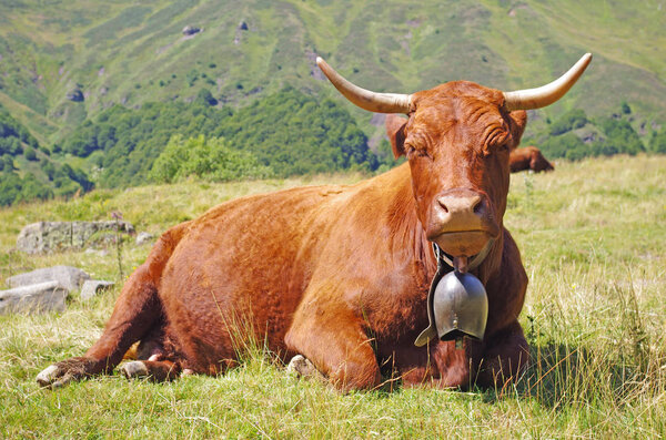 French Salers cows with bell, lying down in a field with mountains in background. Rural scene. Cantal, Auvergne, France