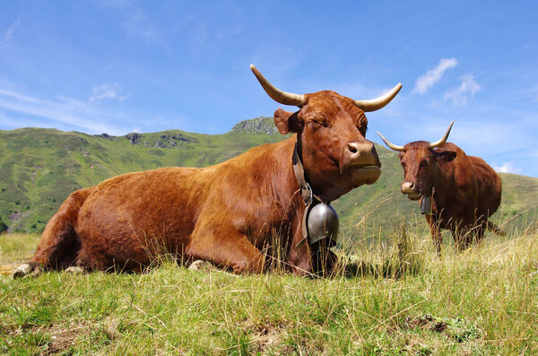 French Salers cow with bell, lying down in a field with mountains in background. Rural scene. Cantal, Auvergne, France