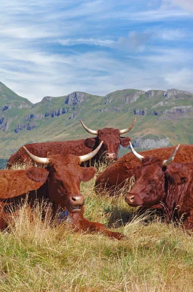 French Salers Krávy Zvonkem Ležící Poli Horami Pozadí Venkovská Scéna — Stock fotografie