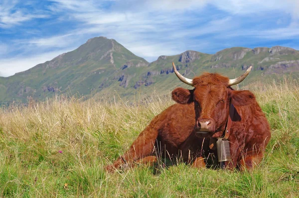 Französisch Verkäufer Kuh Mit Glocke Liegend Auf Einem Feld Mit — Stockfoto