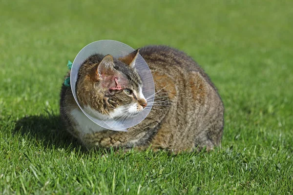 保護襟付き猫 病気の猫手術後に傷を引っ掻かから保護する保護バスターカラー エリザベス朝の首輪とも呼ばれる を着用した猫 — ストック写真