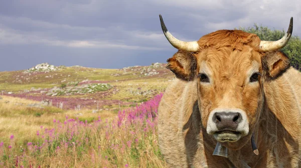 Franse Koe Aubrac Ras Auvergne Frankrijk — Stockfoto