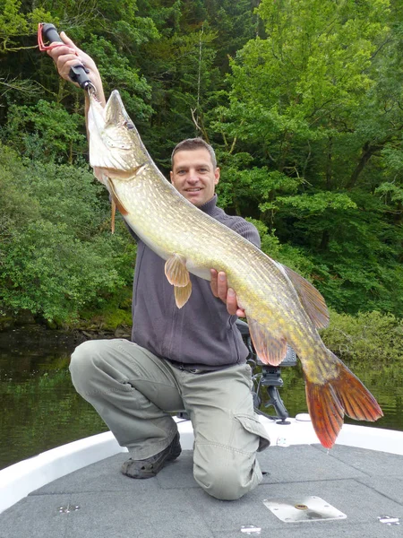 Pescador Sosteniendo Lucio Grande Captura Peces Pesca Agua Dulce Pesca — Foto de Stock