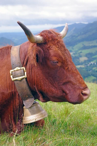 Retrato Vaca Francesa Salers Con Gran Campana Montañas Fondo — Foto de Stock