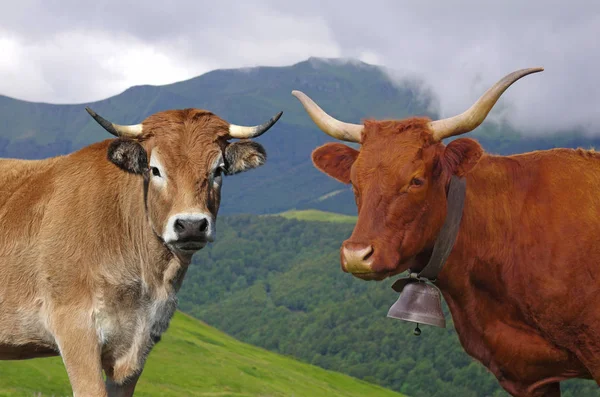 Salers Franceses Vacas Aubrac Com Montanhas Fundo Auvergne França Europa — Fotografia de Stock