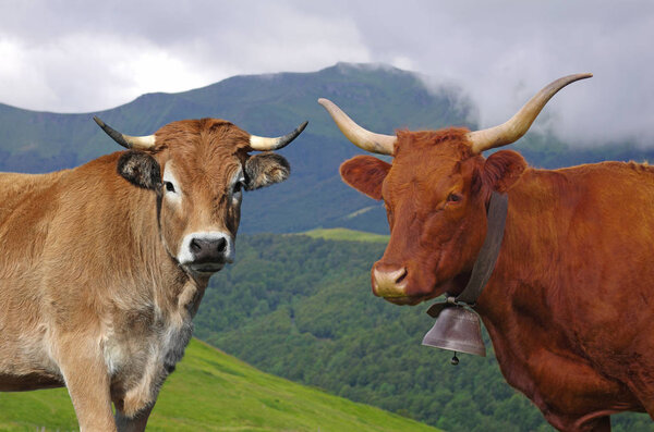 French Salers and Aubrac cows with mountains in background. Auvergne, France, Europe