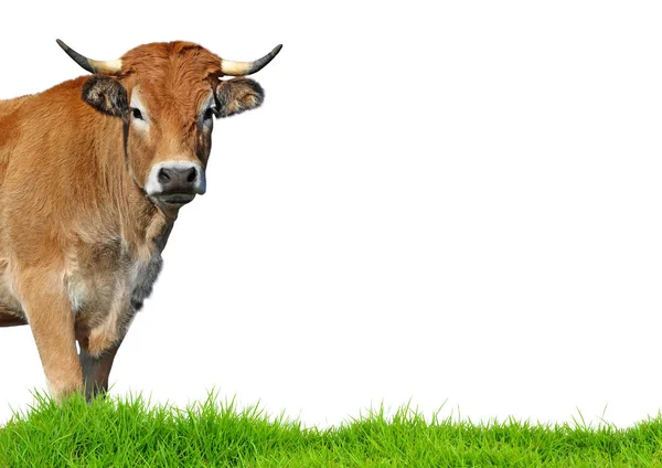 Корова Изолирована Белом Фоне — стоковое фото