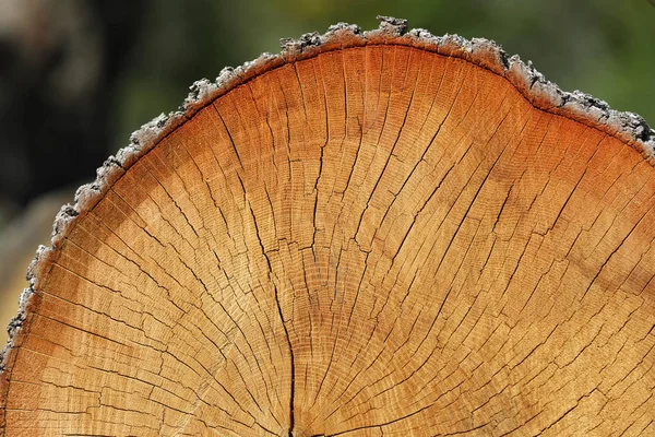Świeżo Cięte Tekstury Drzew Przekrój Poprzeczny — Zdjęcie stockowe