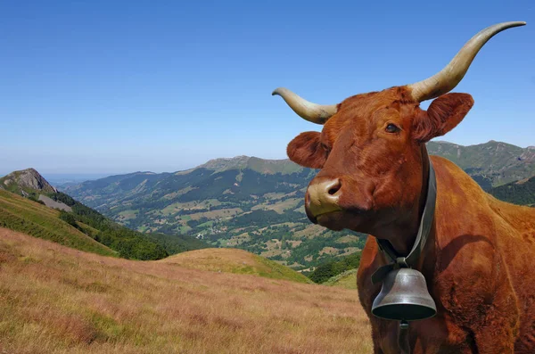 Francouzský Salers Kráva Zvonkem Horami Pozadí Cantal Auvergne France Evropa Stock Snímky