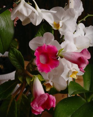 Çiçekaçan ev bitkileri, bahar zamanı, karanlık arka plan