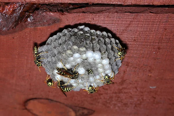 The wasp nest with wasps, larvae and eggs under a roof of a house