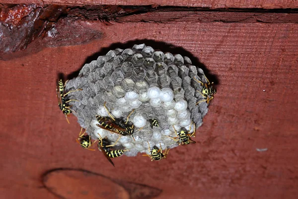 Yaban arıları, larva ve yumurta bir evin çatısı altında eşekarısı yuvası