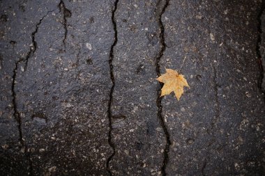 Sarı Akçaağaç Sonbahar sonbahar yaprak çatlaklar ile ıslak karanlık asfalt üzerinde yağmur damlaları ile. Sonbahar dramatik kavramı.