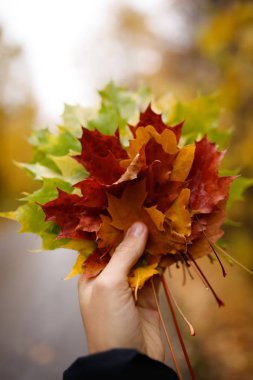 Çok renkli sonbahar akçaağaç demet kadın elinde bırakır. Sonbahar kavramı. Seçici odak. Sığ Dof.