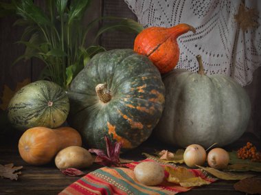 Şükran günü için çeşitli türde kabaklar ve sebze ve sonbahar bir masada su kabakları ile natürmort sonbahar hasat bırakır