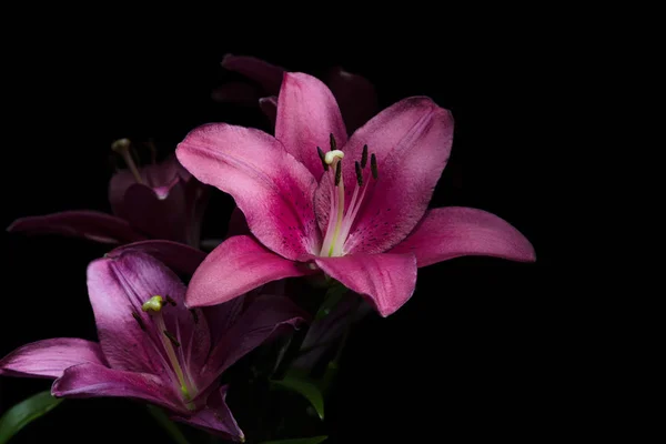 Lily çiçek yaprakları siyah bir arka plan ile. Pembe ve mor zambaklarla stamens ve havaneli ışık