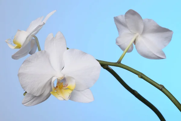 Mavi Arkaplanda Beyaz Orkide Çiçekleri — Stok fotoğraf