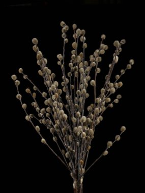 Siyah arka plan üzerinde izole catkins ile Pussy-söğüt dalları