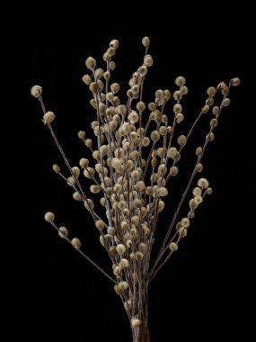 Siyah arka plan üzerinde izole catkins ile Pussy-söğüt dalları