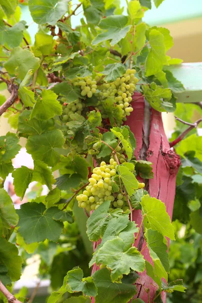 Velká Banda Bílých Vinných Hroznů Visí Vinné Révy Zelenými Listy — Stock fotografie