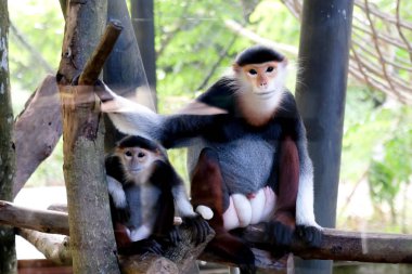 Douc kırmızı şişlemiş yaban hayatı rezerv Tayland