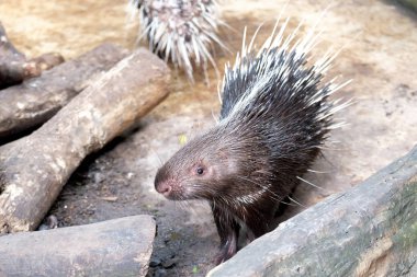 Hayvanat bahçesinde Tayland kirpi, yaban hayatı