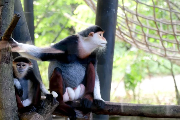Reserva Vida Silvestre Douc Caña Roja Tailandia — Foto de Stock