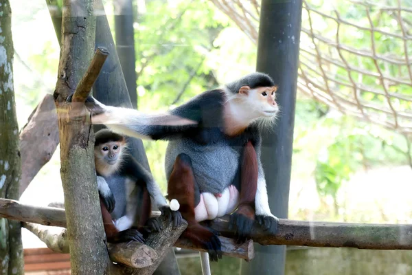 Κόκκινο Στέλεχος Douc Wildlife Reserve Στη Ταϊλάνδη — Φωτογραφία Αρχείου