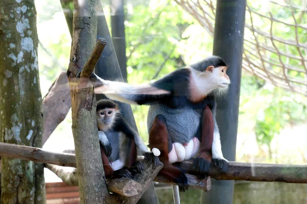 Κόκκινο Στέλεχος Douc Wildlife Reserve Στη Ταϊλάνδη — Φωτογραφία Αρχείου