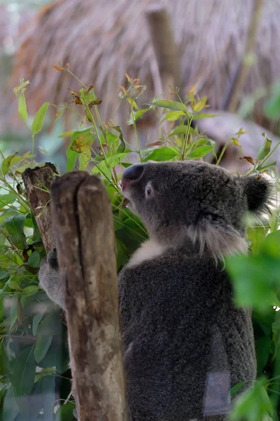 Koala Bear Bos Dierentuin Thailand — Stockfoto