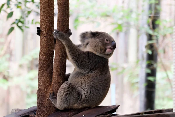 Koala Medve Erdőben Állatkertben Thaiföld — Stock Fotó