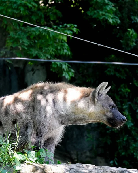 Vida Silvestre Hyena Zoológico Tailandia —  Fotos de Stock