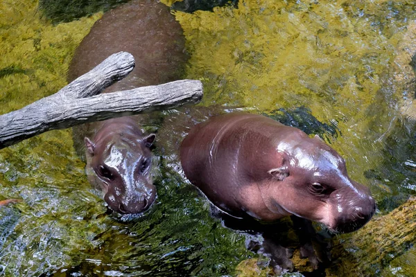 Hayvanat bahçesinde suda yalan su aygırı .