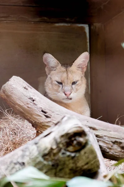 Beautiful image of jungle cat Felis Chaus in the zoo