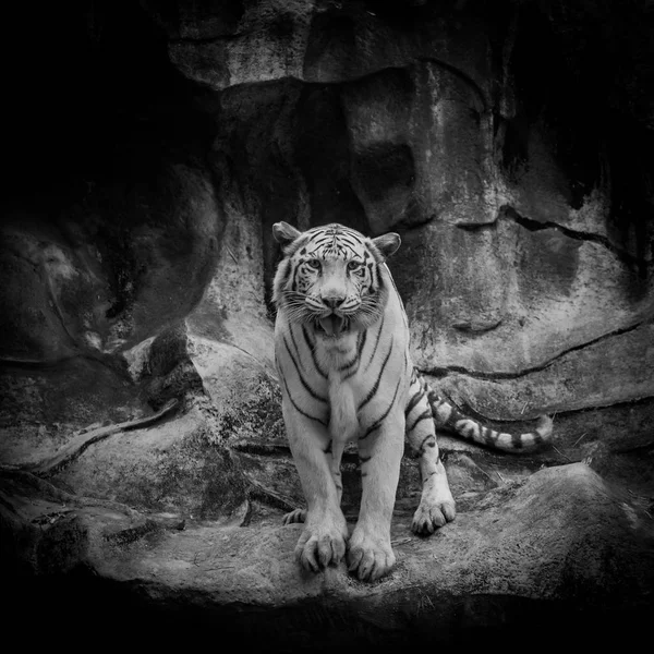 Tigre Branco Rocha Zoológico — Fotografia de Stock