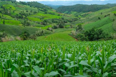 Şeker kamışı alan mavi gökyüzü ve bulut Tayland ile