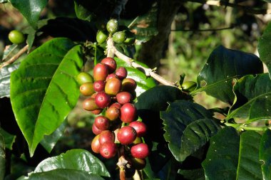 kahve çekirdeği ağaç ve yaprak doğada