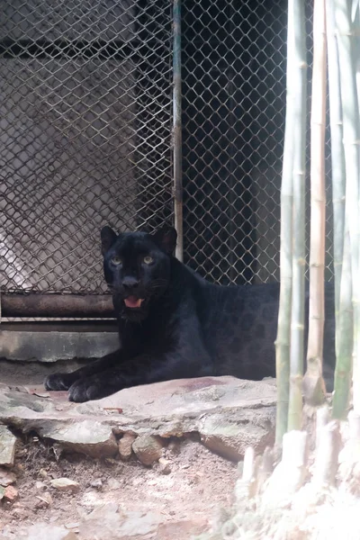 Young black jaguar at zoo in Thailand