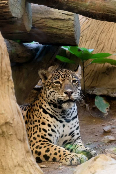 Портрет Леопарда Зоопарке Таиланда — стоковое фото