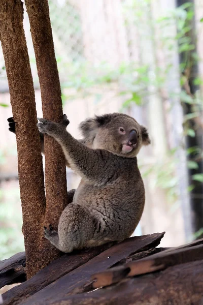 タイの森林動物園のコアラします ストックフォト