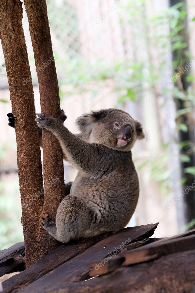 koala bear in forest zoo  at Thailand