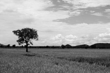 Siyah ve beyaz ağaç paddy alan ve bulut