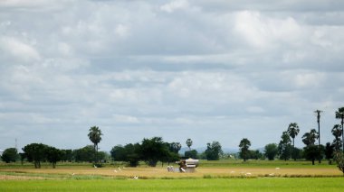 Tayland paddy alanındaki birleştirme hasat
