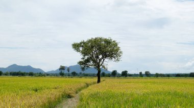 Paddy alan ve bulut mavi gökyüzü arka plan üzerinde ağaç