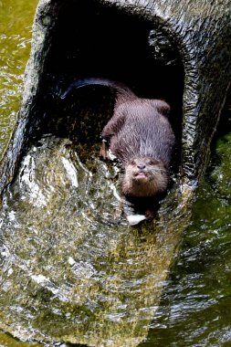 Tay ormanda yaşayan güzel pürüzsüz kaplı Otter (Lutrogale perspicillata)