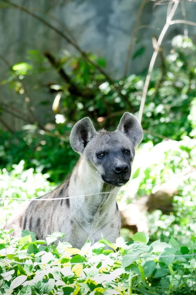 Vida Silvestre Hyena Zoológico Tailandia —  Fotos de Stock