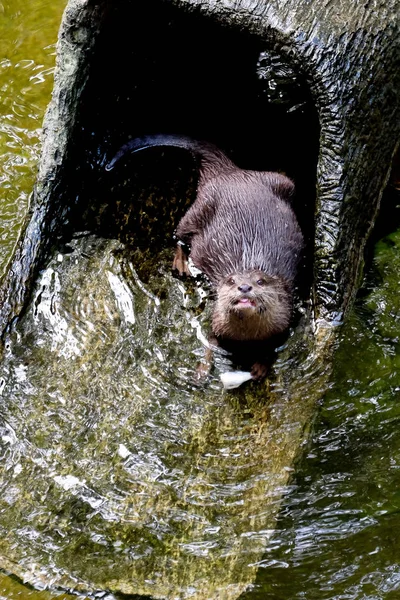 Mooie Gladde Beklede Otter Lutrogale Perspicillata Wonen Thaise Bos — Stockfoto