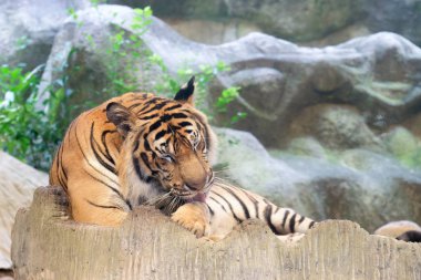 Çinhindi kaplanı (Panthera tigris corbetti) Tayland at Hayvanat Bahçesi