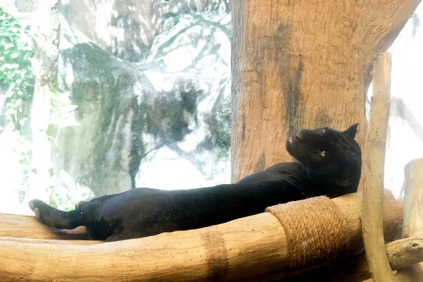 Young black jaguar at zoo in Thailand