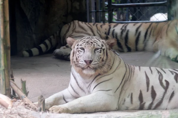 Дикая Природа Белого Тигра Зоопарке Таиланда — стоковое фото